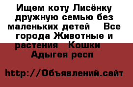 Ищем коту Лисёнку дружную семью без маленьких детей  - Все города Животные и растения » Кошки   . Адыгея респ.